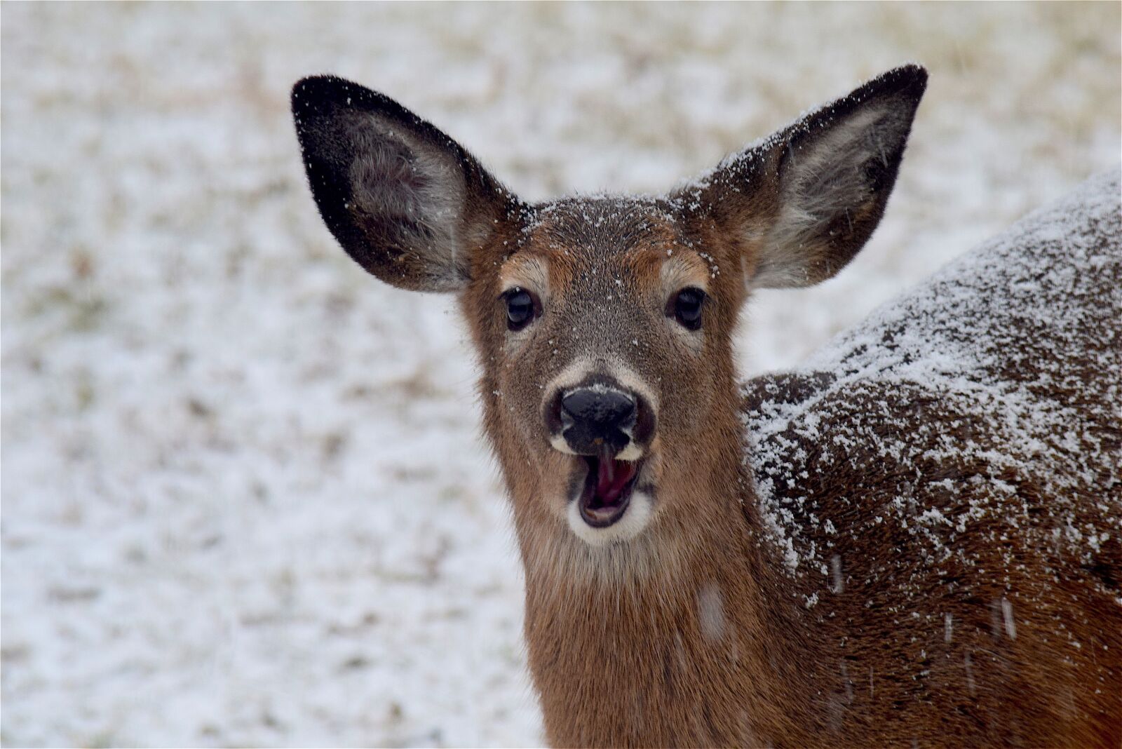Nikon D3300 sample photo. Deer, snow, winter photography