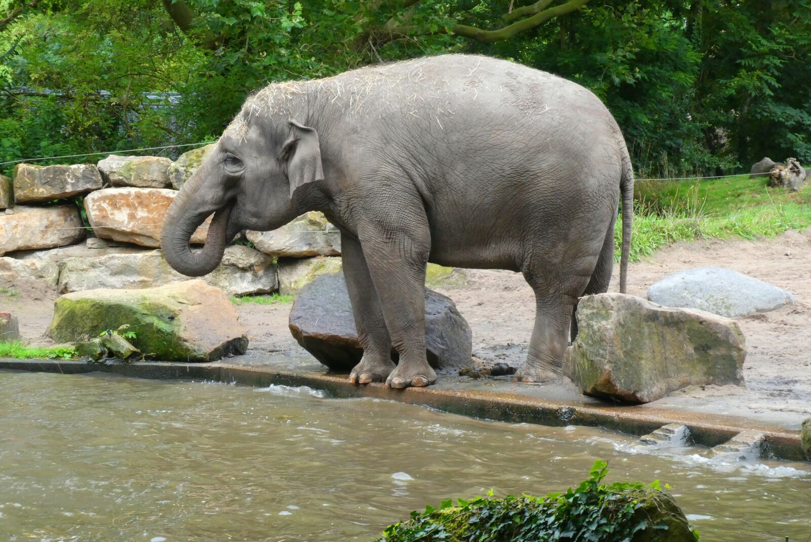 Panasonic Lumix DC-ZS70 (Lumix DC-TZ90) sample photo. Elephants, water, funny photography