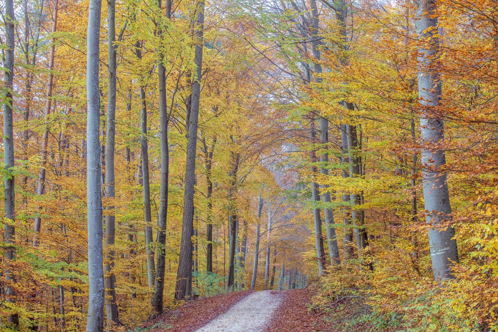 Canon EF 70-300mm F4-5.6 IS USM sample photo. Deciduous trees, trees, deciduous photography