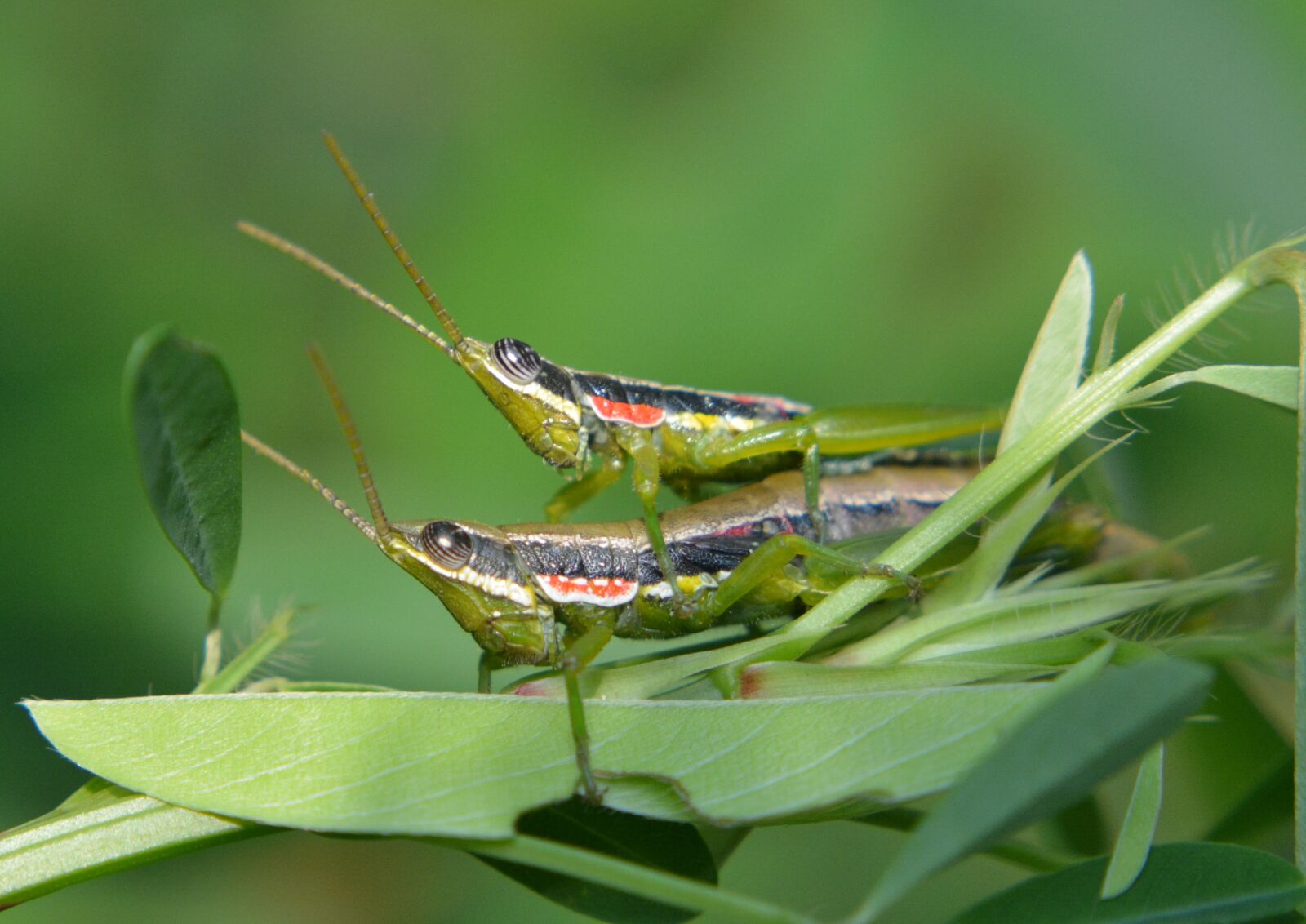 Nikon D5200 sample photo. Grasshoppers, insects, couple photography