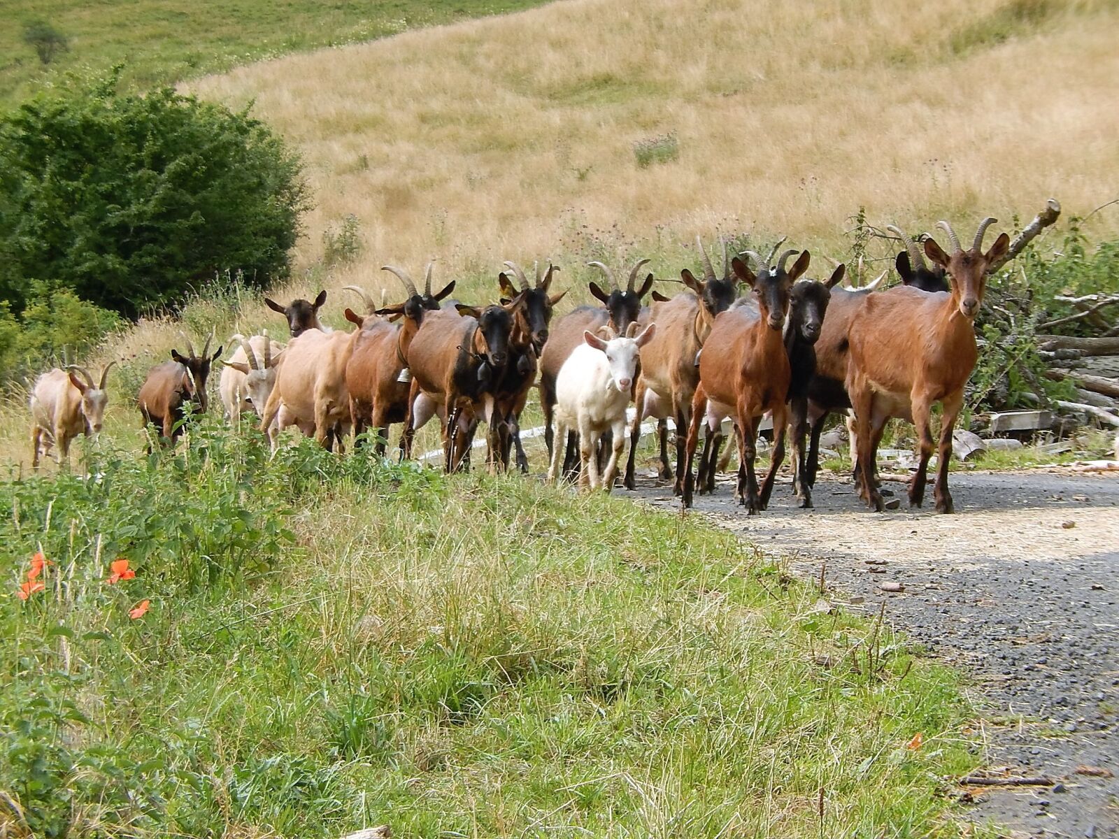 Nikon Coolpix S9500 sample photo. Goats, field, nature photography