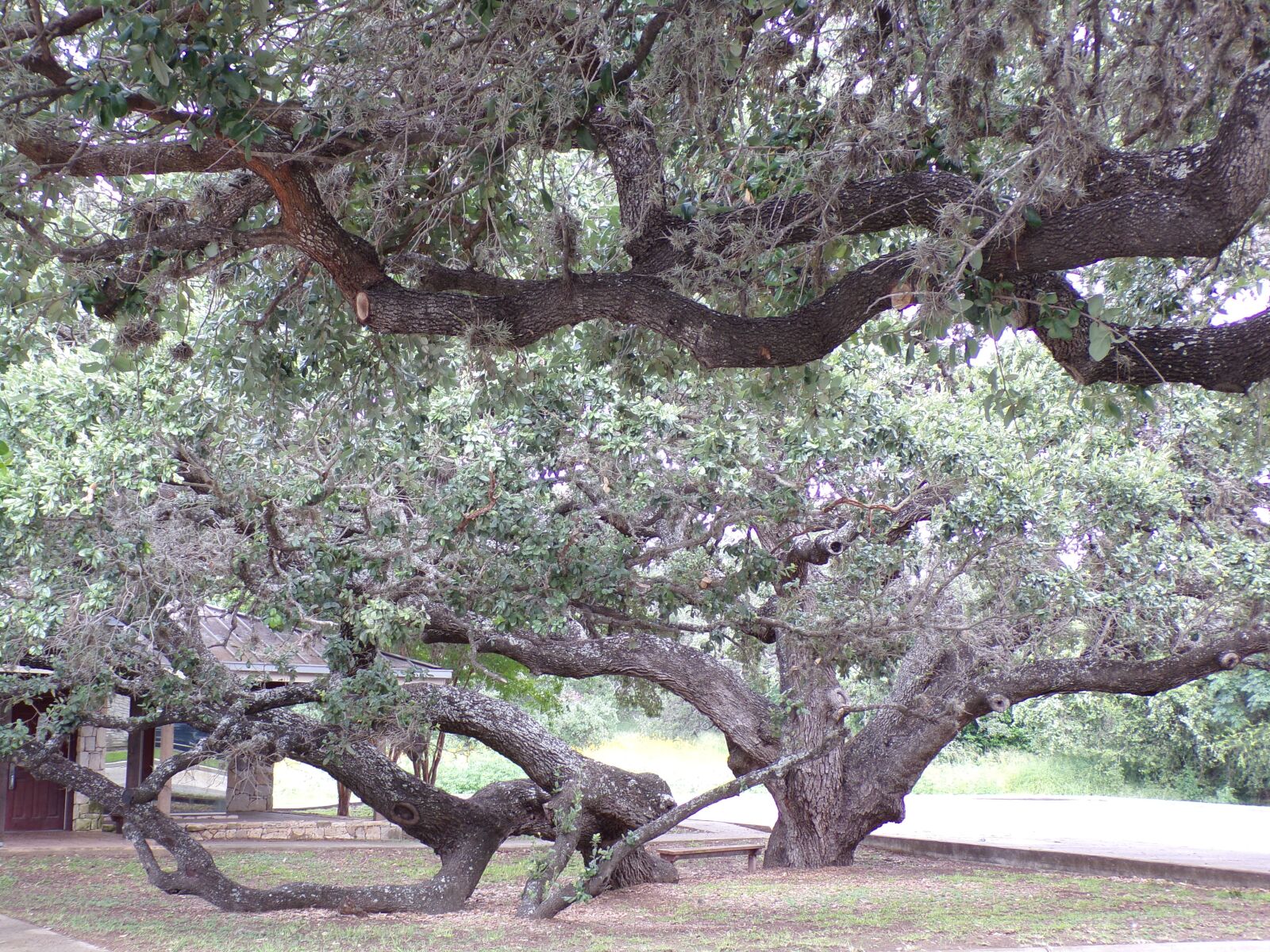 JK KODAK PIXPRO AZ421 sample photo. Tree, live oak, oak photography