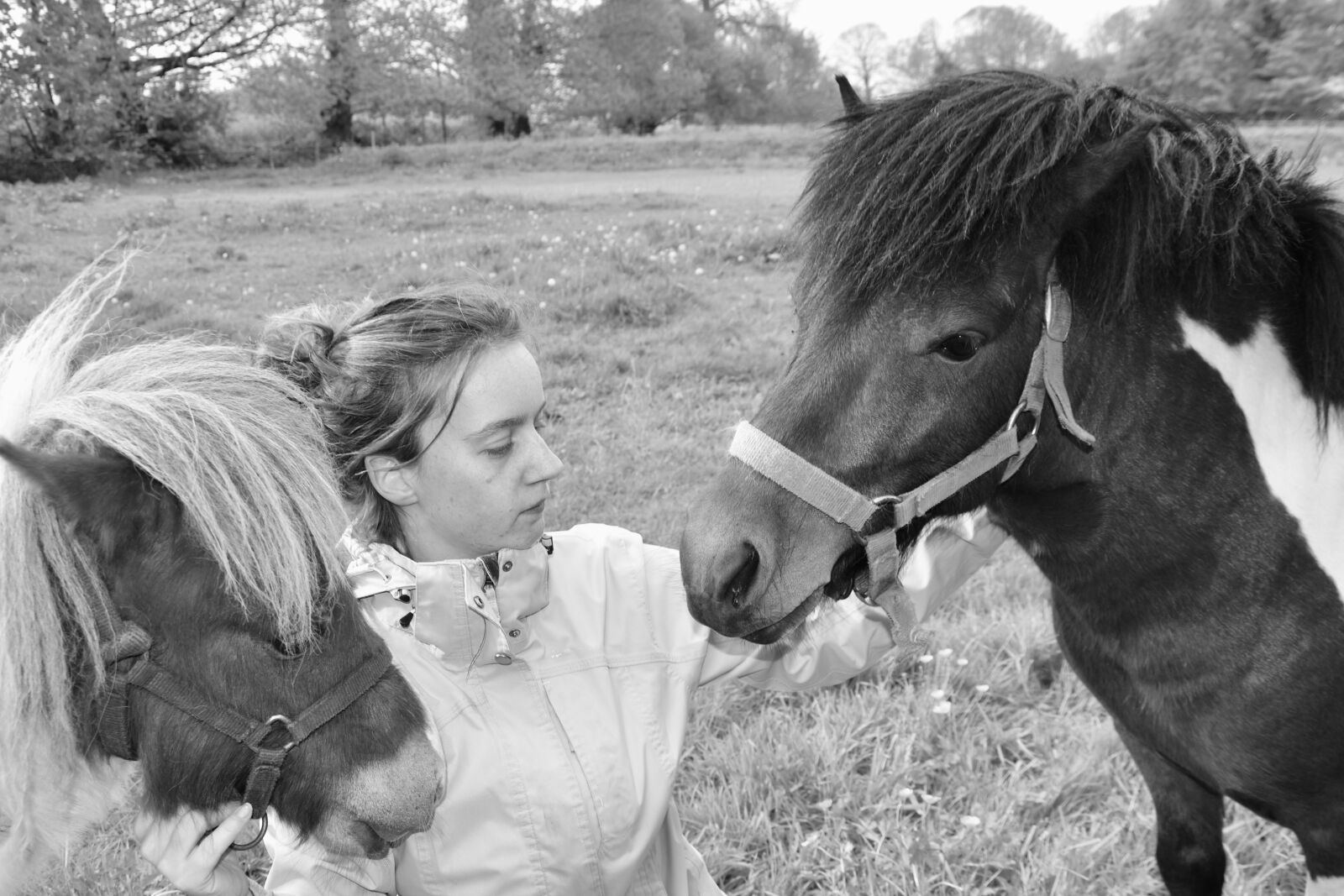 Nikon D5600 sample photo. Shetland ponies, girl, black photography