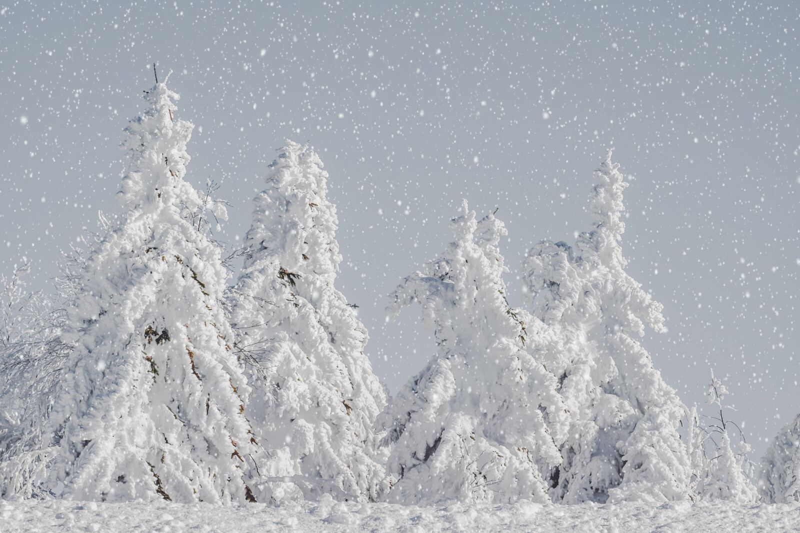 Fujifilm X-T10 sample photo. Wintry, firs, snowy photography