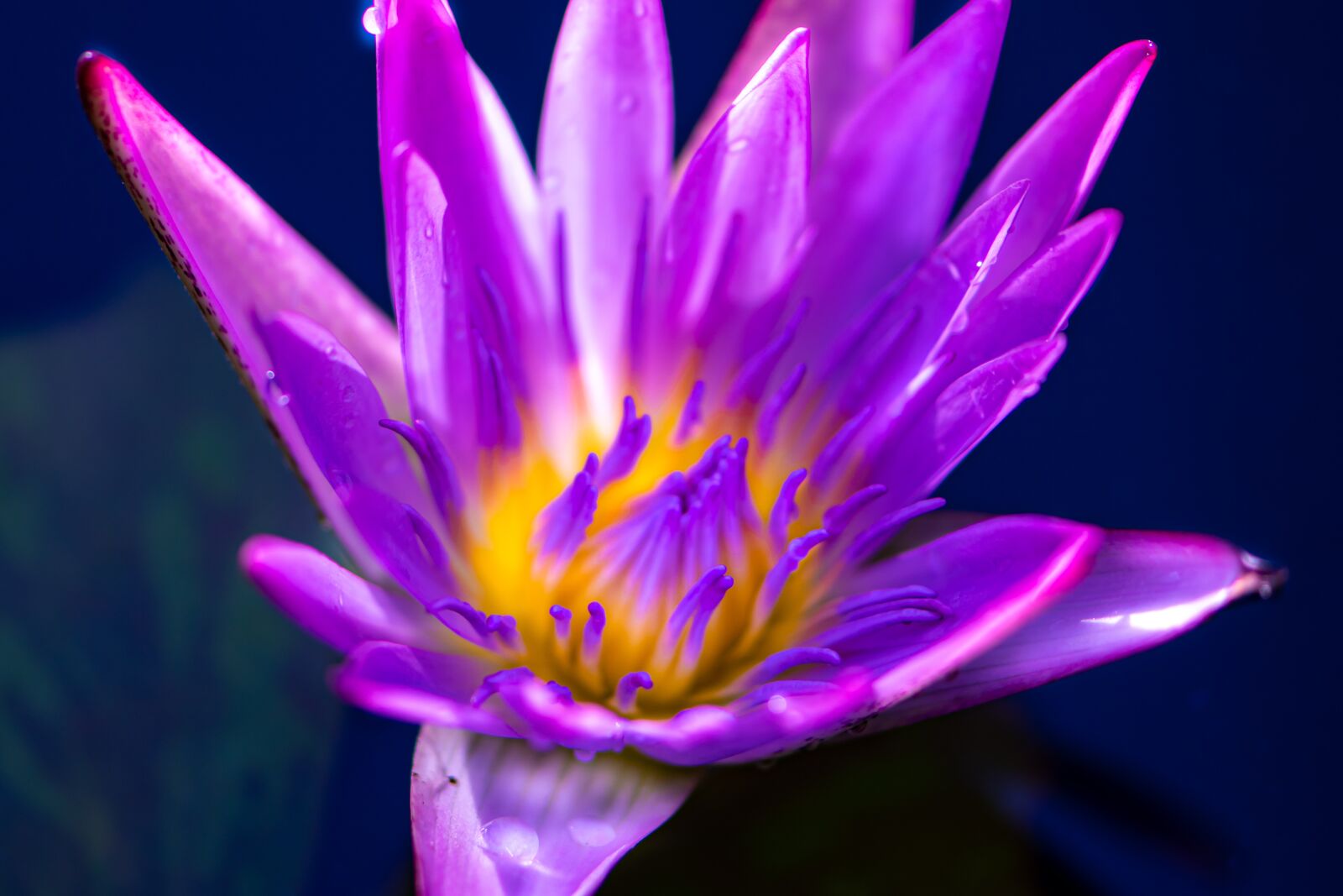 Nikon D5600 sample photo. Greeting card, violet, plant photography