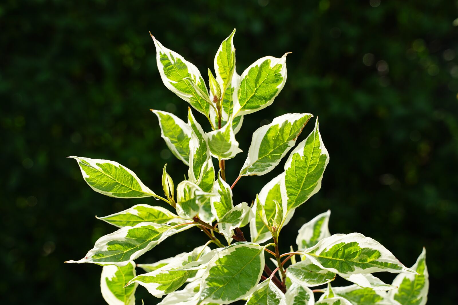 Tamron 28-75mm F2.8 Di III RXD sample photo. Bush, colored, garden photography