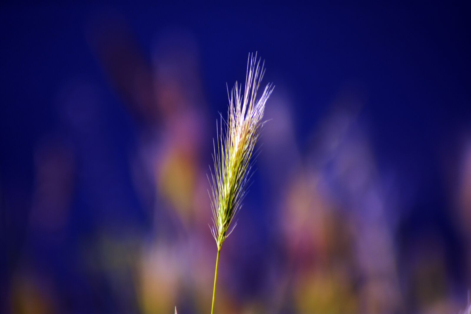 Nikon D3400 sample photo. Plant, alone, garden photography