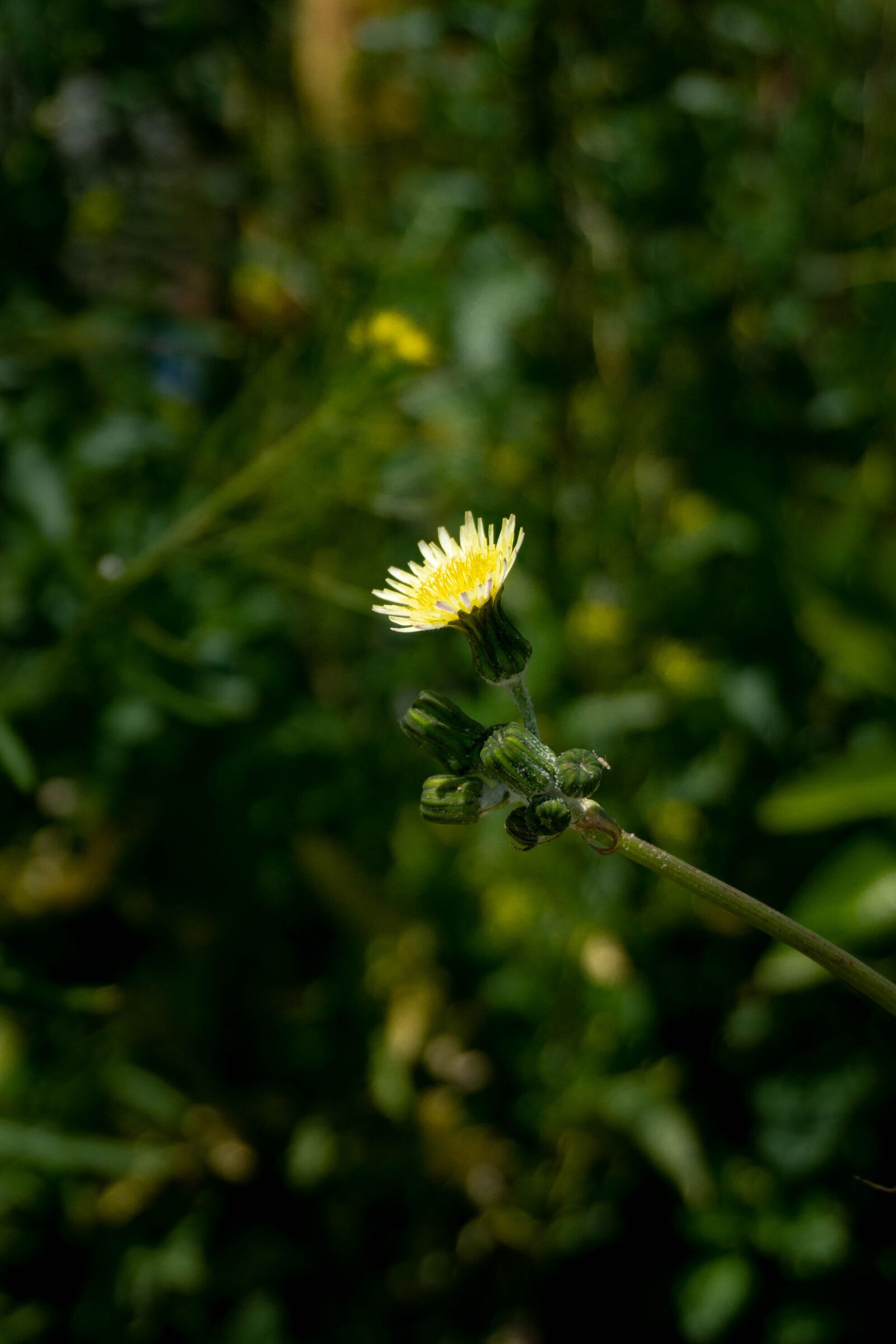 Sony a6000 sample photo. Yellow, flower, daisy photography