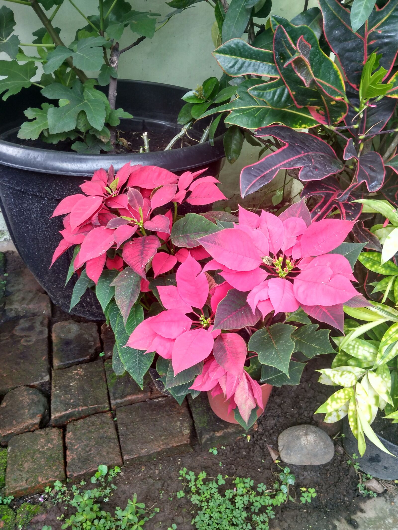 Xiaomi Redmi 4A sample photo. Kastuba, poinsettia, plant photography