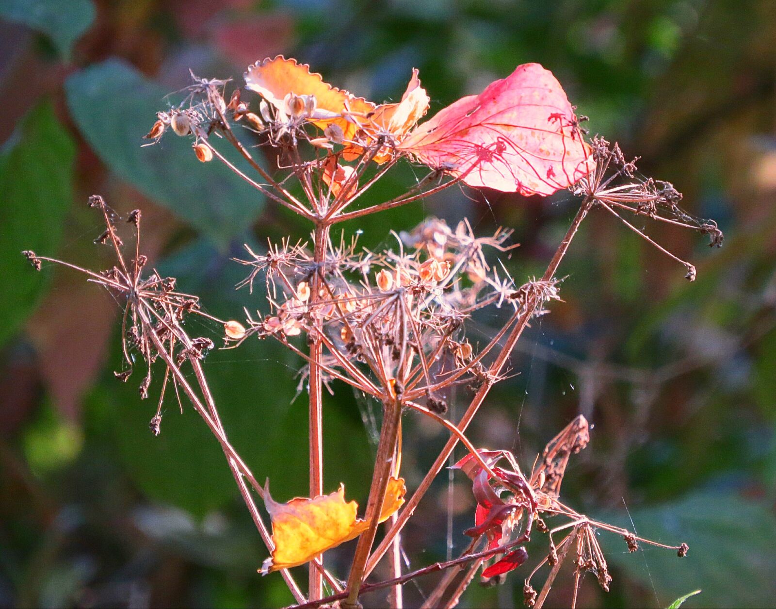 Canon PowerShot SX50 HS sample photo. Autumn, fall foliage, bright photography