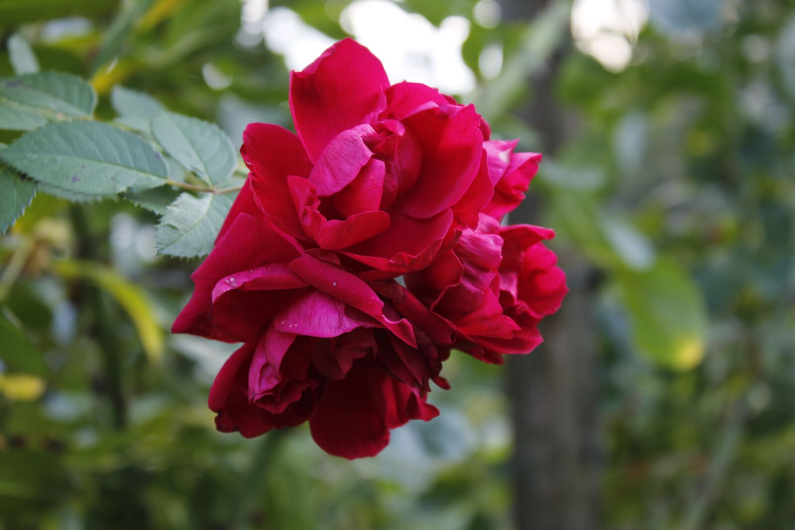 Canon EOS 1300D (EOS Rebel T6 / EOS Kiss X80) sample photo. Macro, close up, nature photography