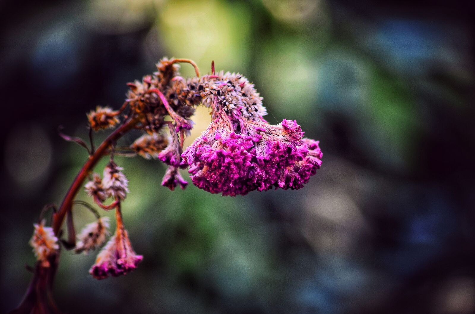 Nikon D5100 sample photo. Flower, pink, plant photography