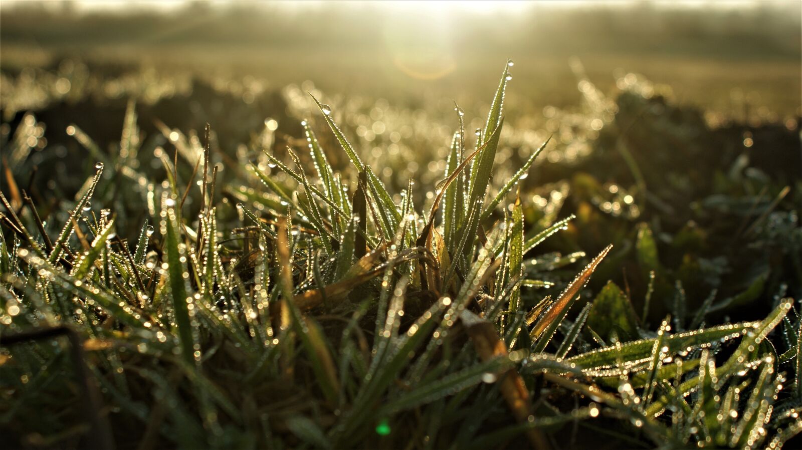 Sony Alpha DSLR-A350 sample photo. Grass, landscape, sunlight photography