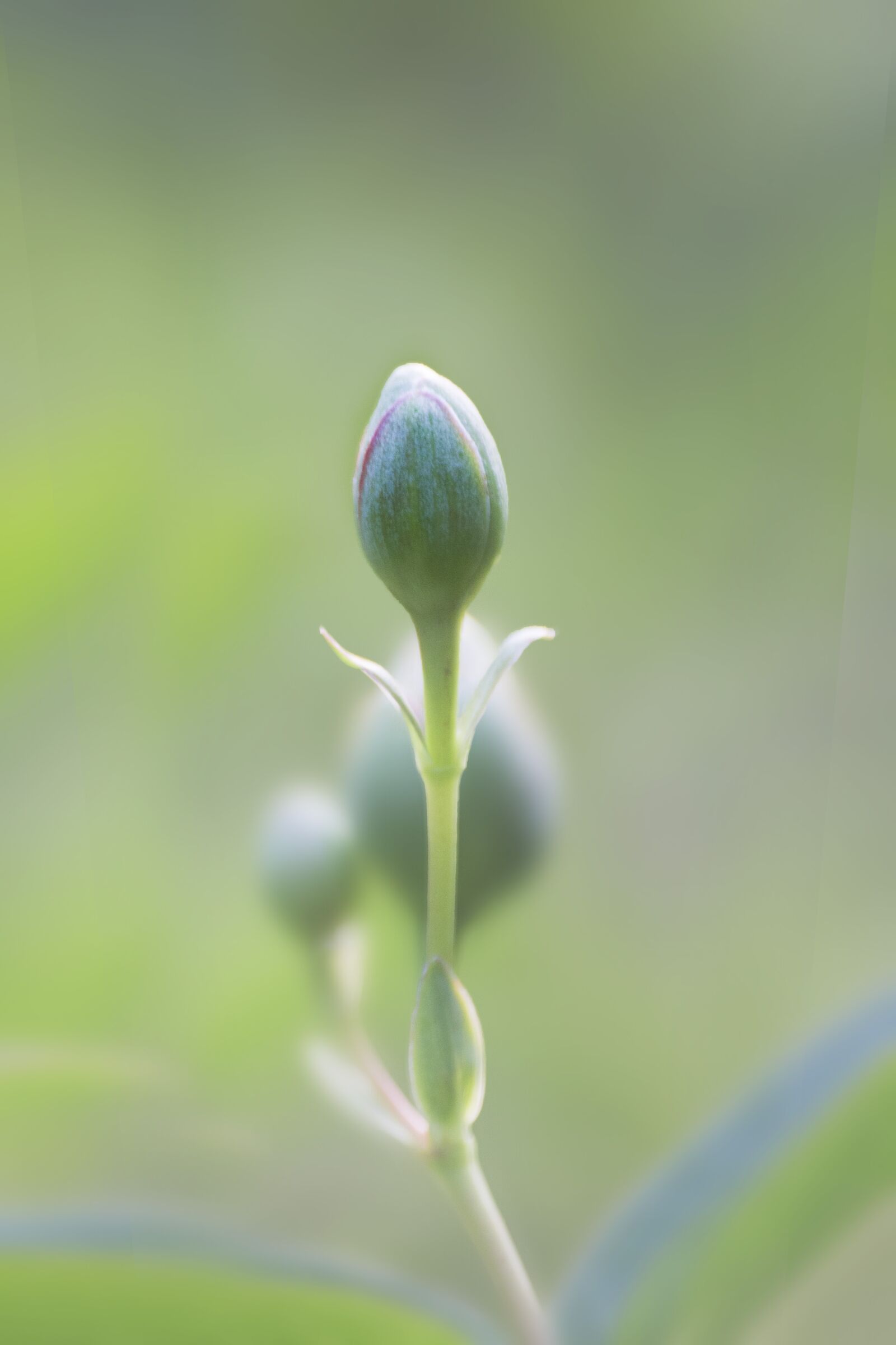 Canon EOS 600D (Rebel EOS T3i / EOS Kiss X5) sample photo. Bud, nature, flowers photography