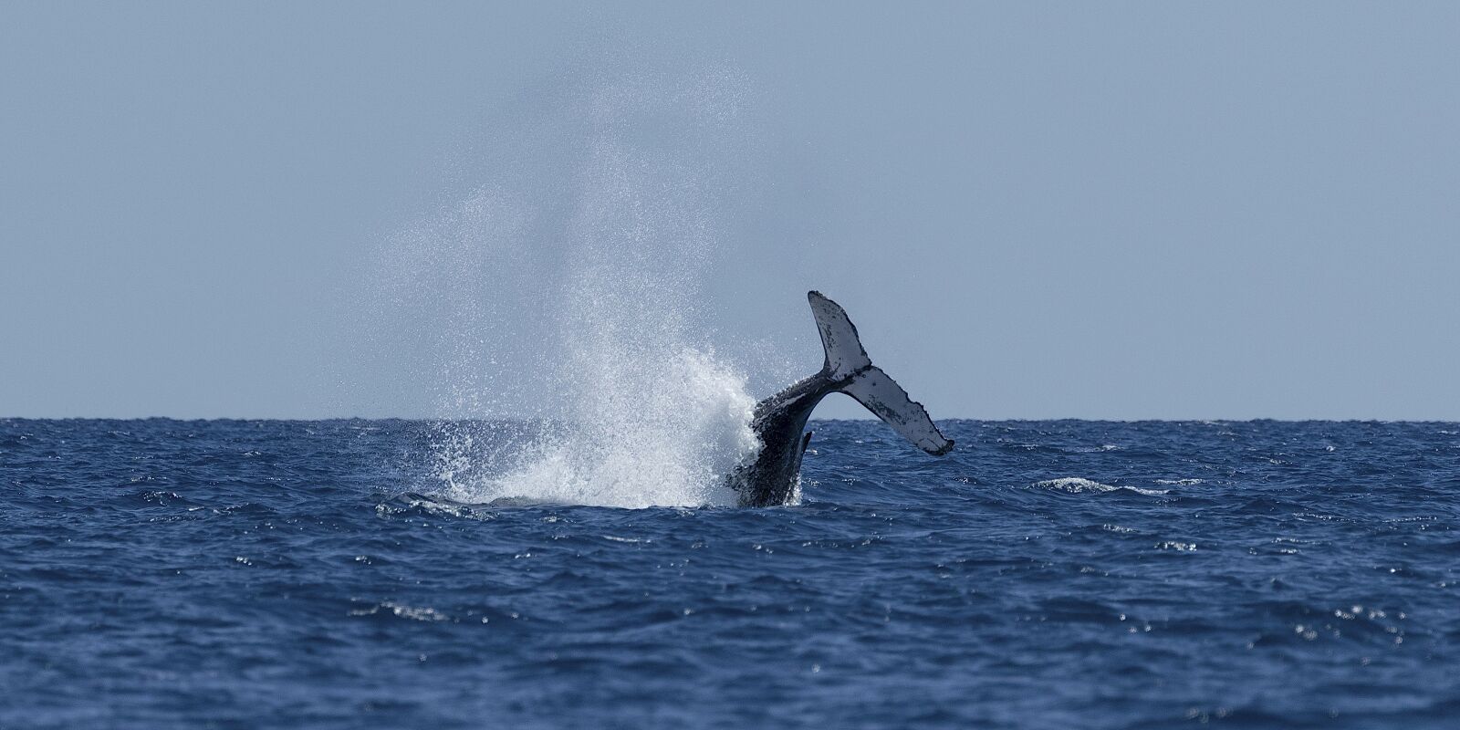 Canon EOS-1D X Mark II + Canon EF 100-400mm F4.5-5.6L IS II USM sample photo. Whale, tail, water photography