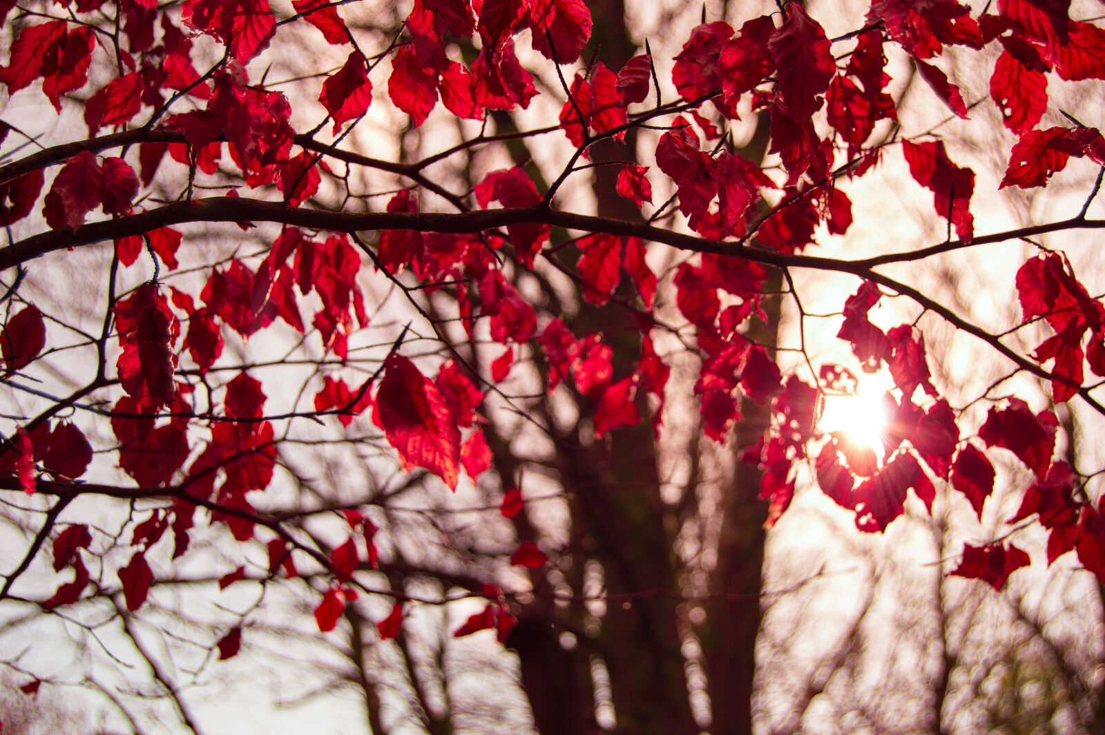 Nikon D3200 sample photo. Nature, sunset, red, rocks photography