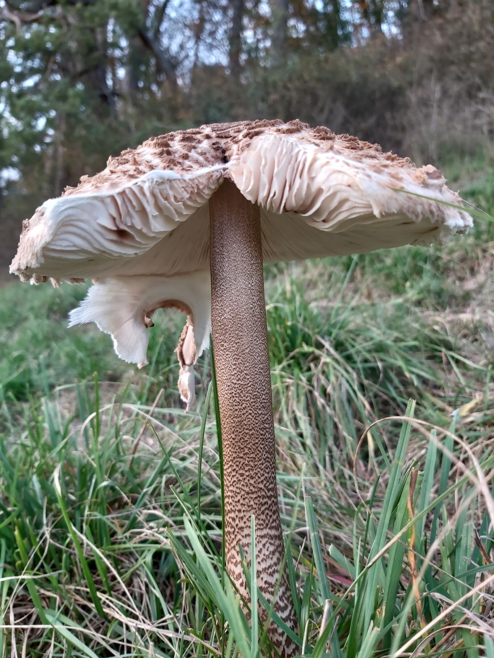 Samsung Galaxy A70 sample photo. Mushrooms, giant schirmling, parasol photography