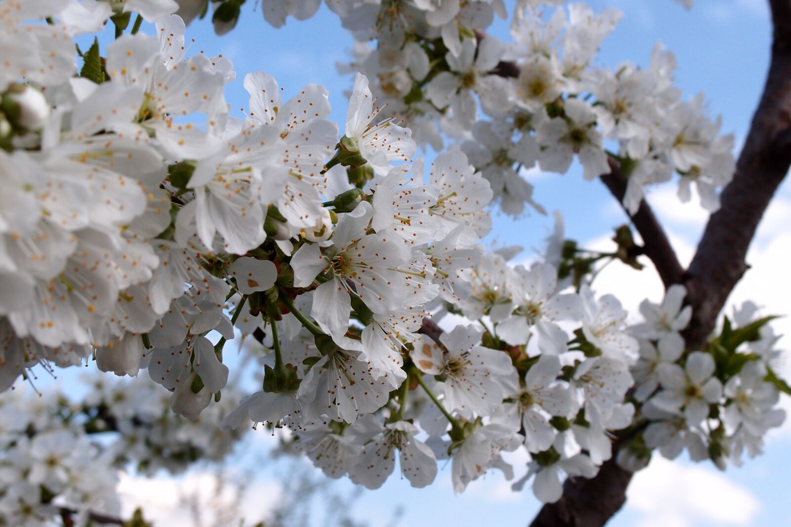 Olympus XZ-1 sample photo. Apple tree, flowers, petals photography