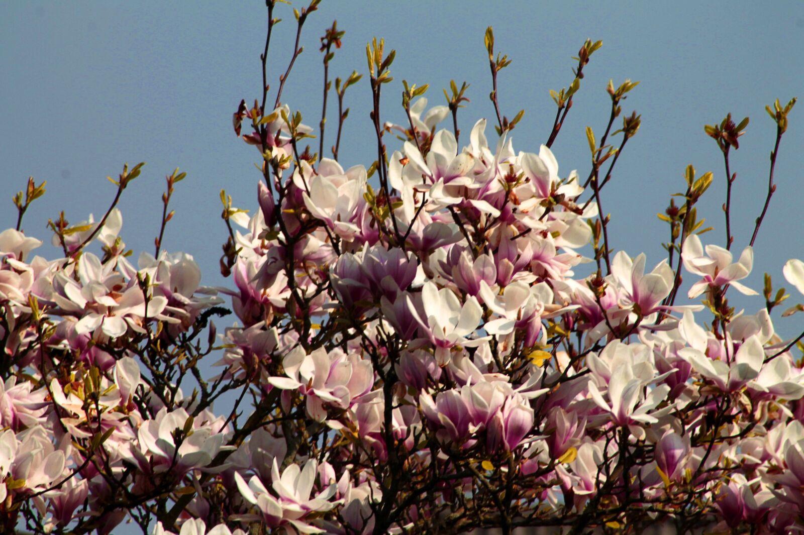 Canon EOS 1100D (EOS Rebel T3 / EOS Kiss X50) sample photo. Cherry blossoms, spring, cherry photography