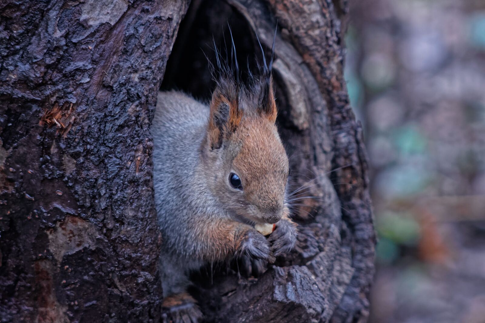 Canon EOS 500D (EOS Rebel T1i / EOS Kiss X3) sample photo. Squirrel, animal, nature photography