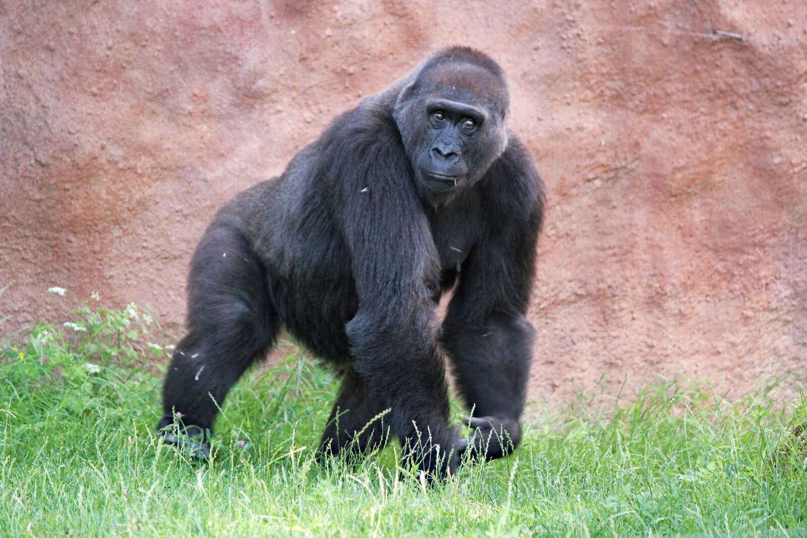 Canon EOS 550D (EOS Rebel T2i / EOS Kiss X4) sample photo. Gorilla, lowland, primate photography