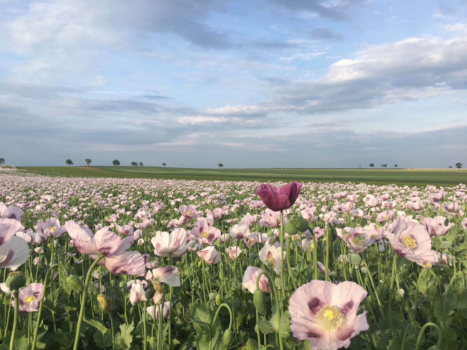 Apple iPhone 6s sample photo. Poppy, spring, flower photography