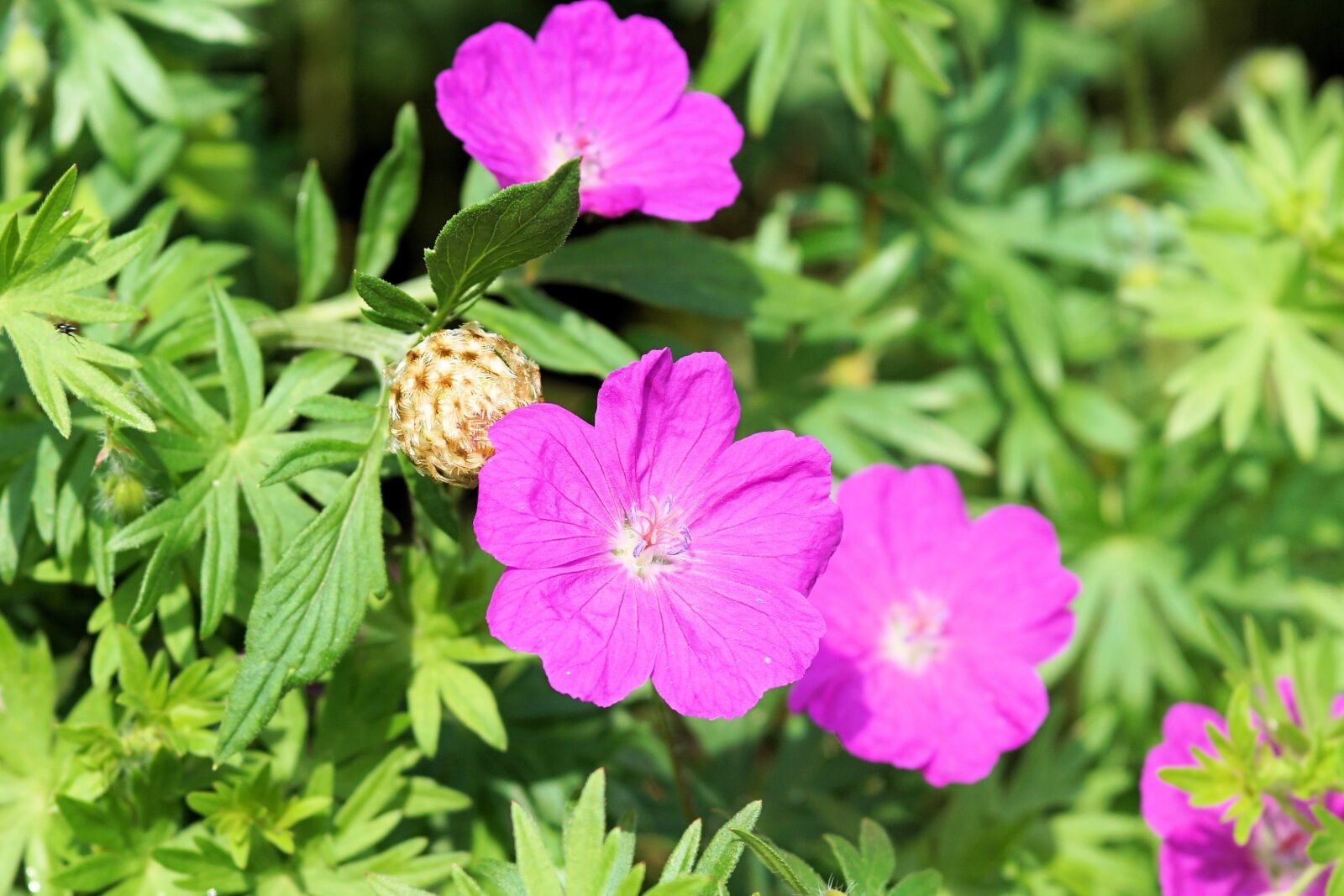 Sony a6000 + E 60mm F2.8 sample photo. Flowers, plant, nature photography