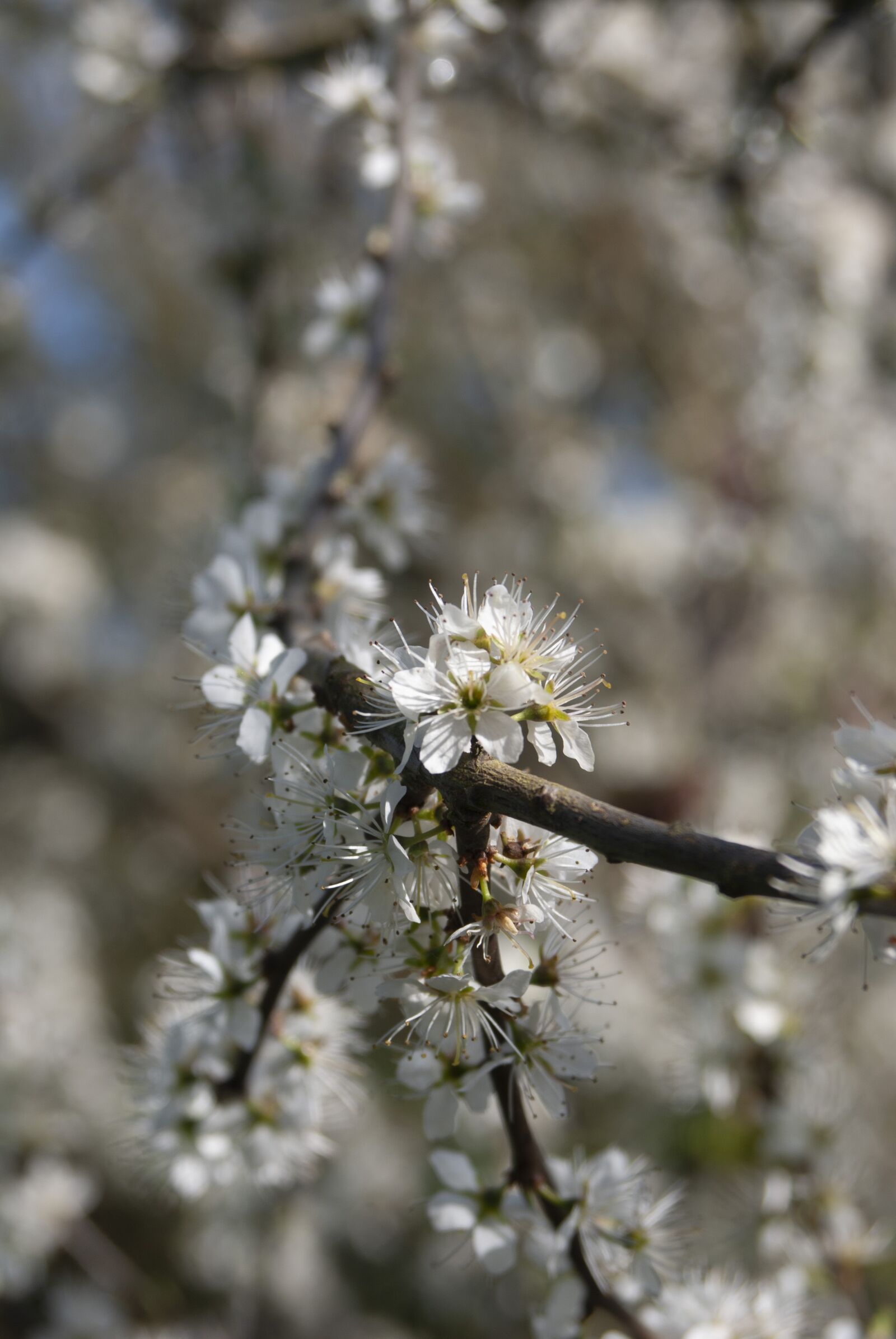 Nikon D80 sample photo. Blackthorn, blossom, england photography