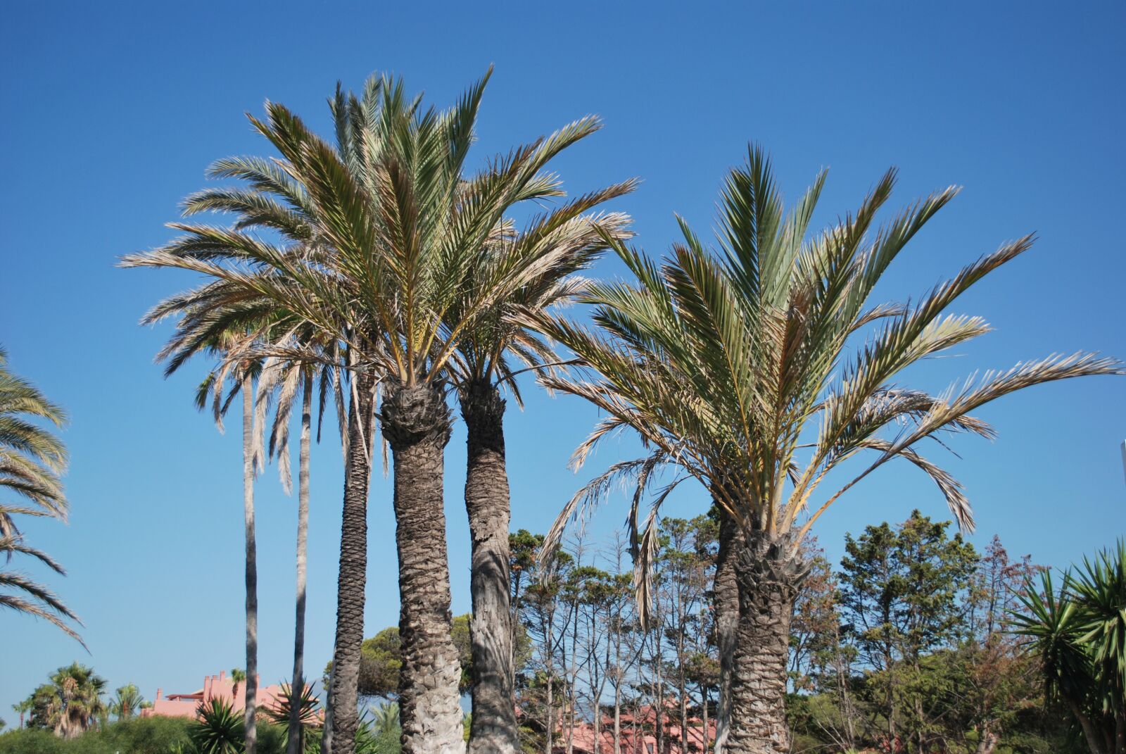 Nikon D60 sample photo. Spain, palm, sky photography