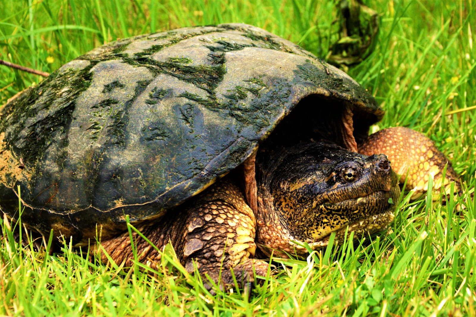 Nikon D7100 sample photo. Turtle, snapping turtle, large photography