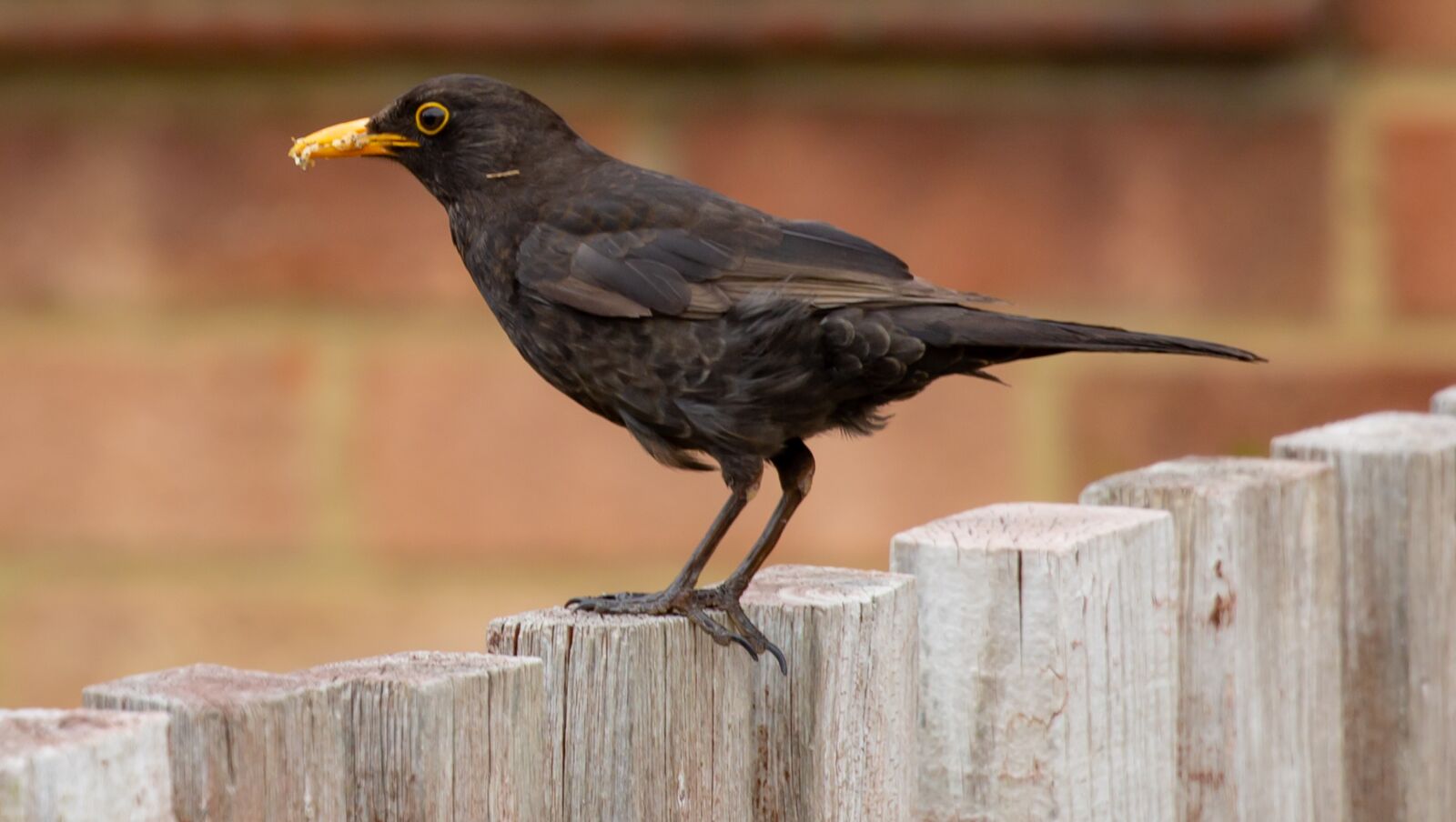 Canon EOS 5D Mark III sample photo. Female blackbird, male blackbird photography