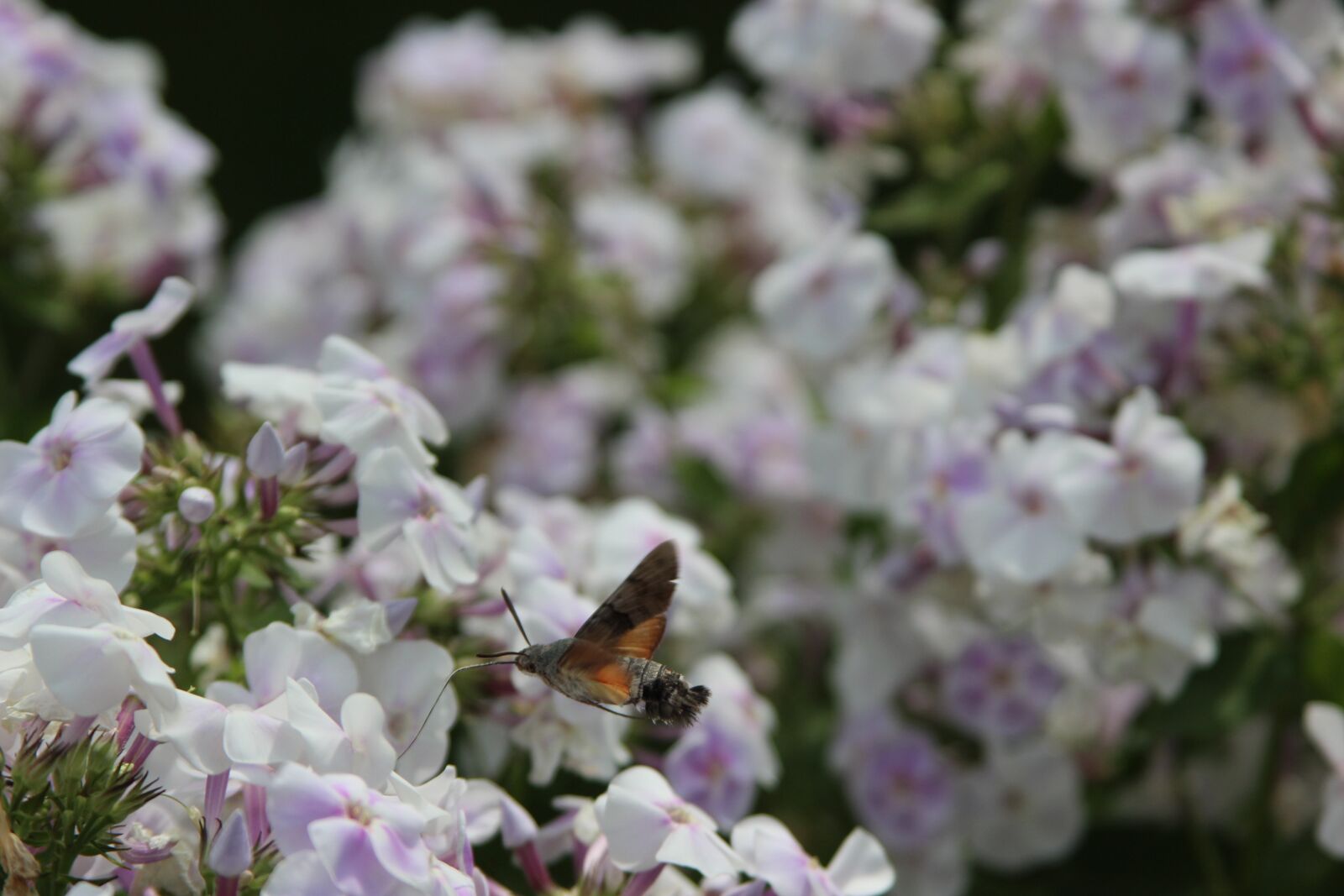 Canon EF 28-135mm F3.5-5.6 IS USM sample photo. Flower, plant, garden photography