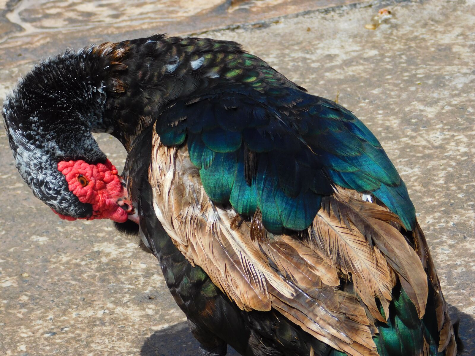 Nikon Coolpix L840 sample photo. Duck, animal, biped photography
