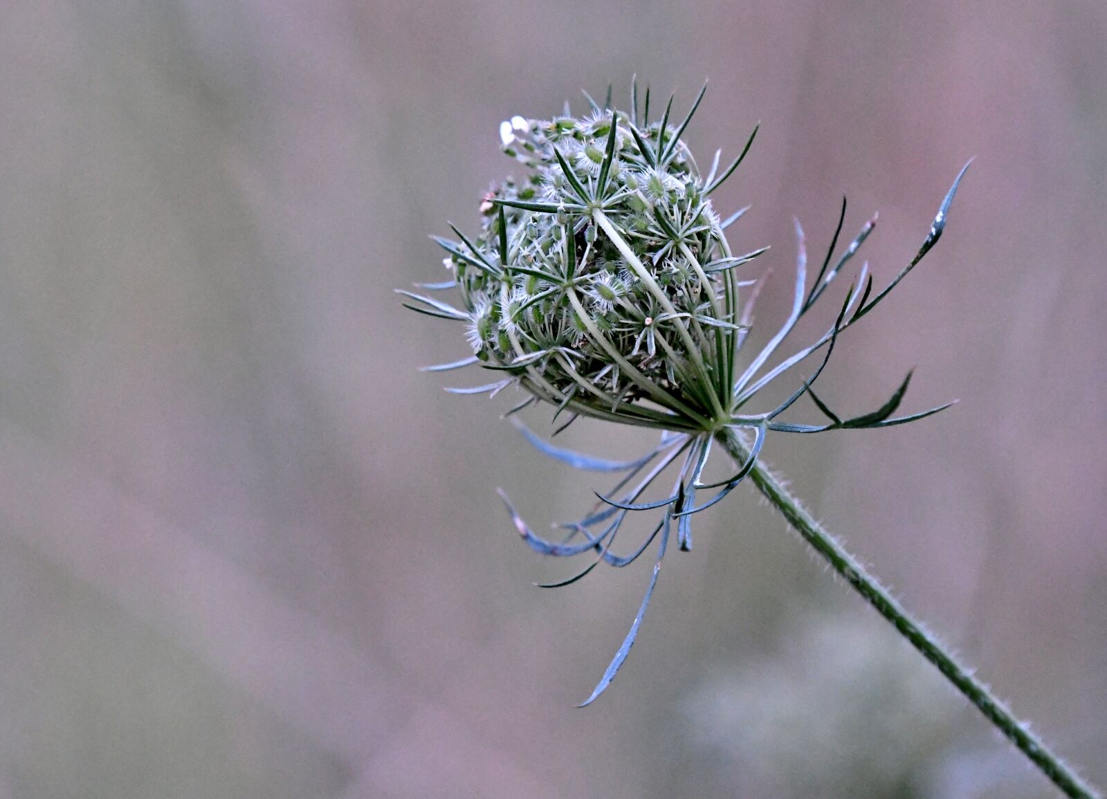 Nikon D500 sample photo. Wild carrot, screen flower photography