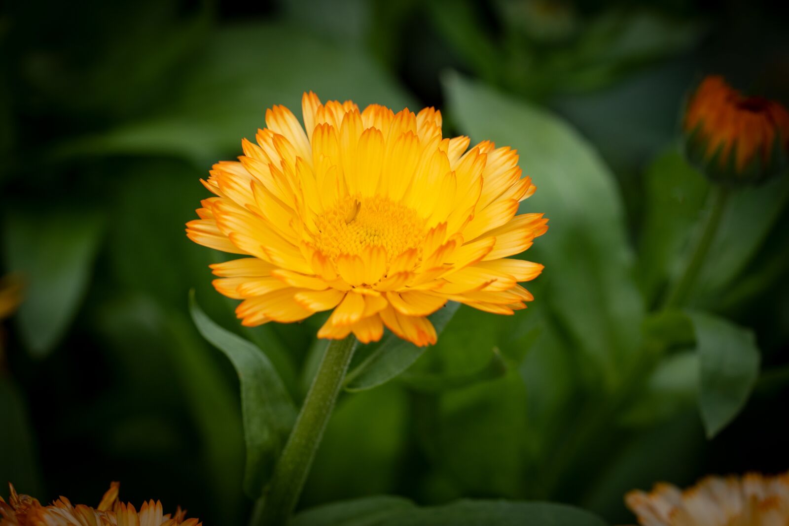 Nikon D750 sample photo. Flower, blossom, bloom photography