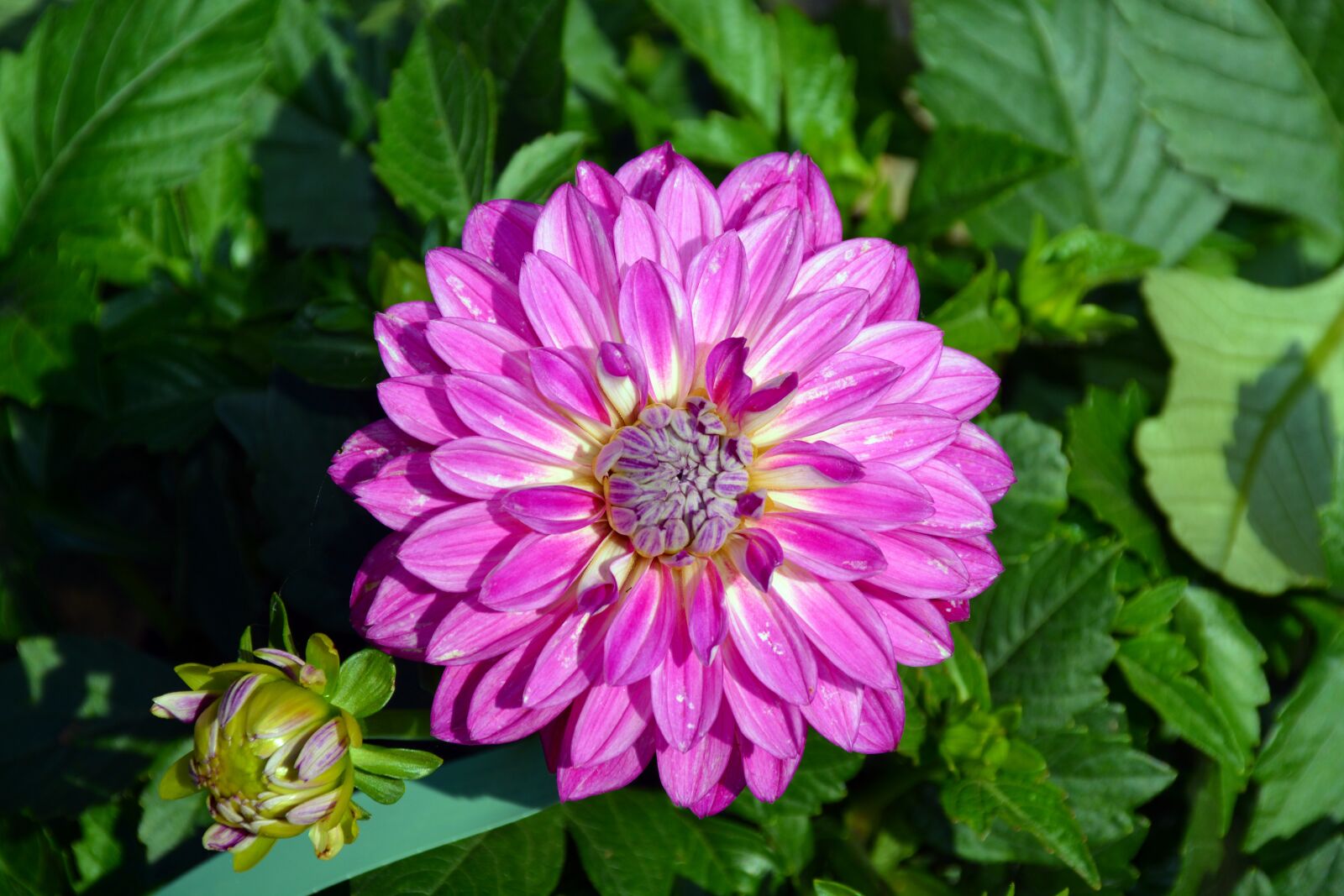 Nikon D5200 sample photo. Blossom, bloom, flower photography