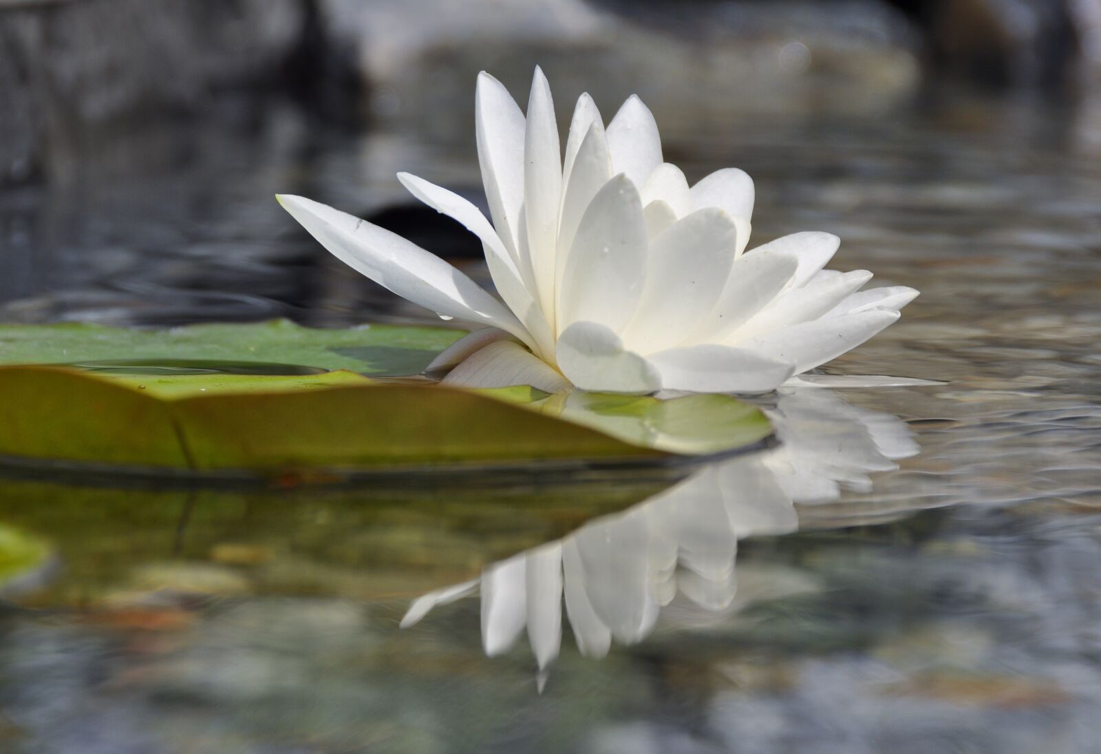Nikon D5000 sample photo. Water lily, water rose photography