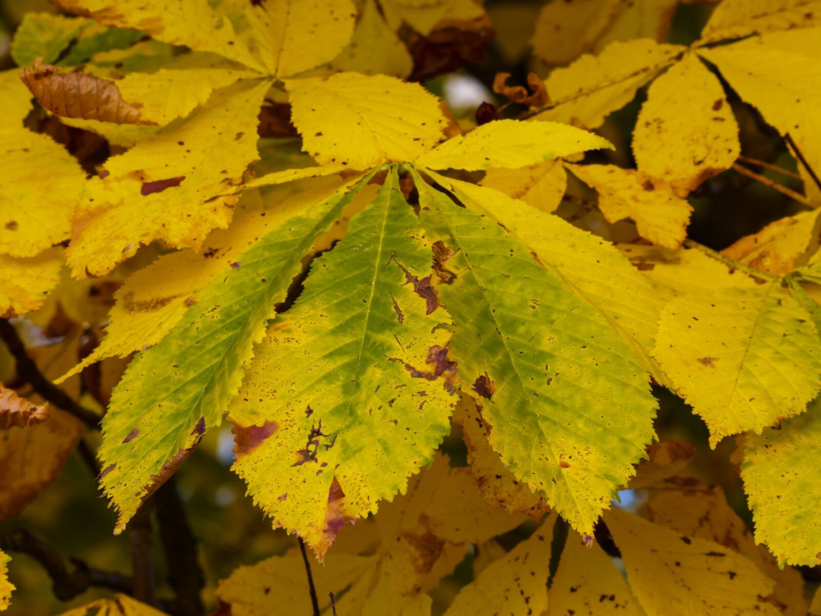 Olympus Zuiko Digital ED 70-300mm F4.0-5.6 sample photo. Fall colors, autumn leaves photography