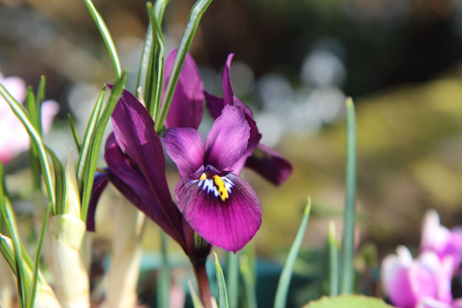 Canon EOS 600D (Rebel EOS T3i / EOS Kiss X5) sample photo. Iris, iris purple, mini photography