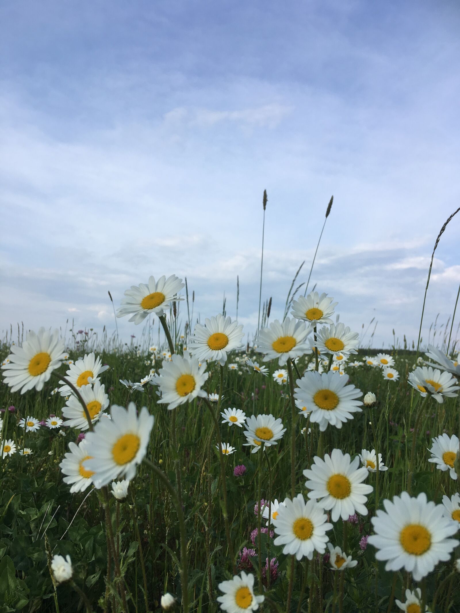 Apple iPhone SE sample photo. Daisies, flowers, meadow photography