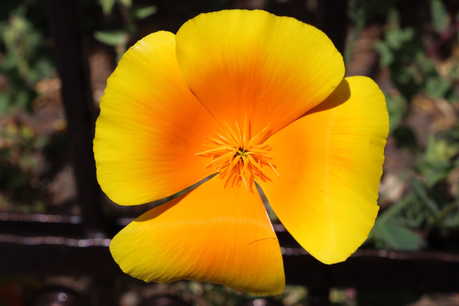 Canon EOS 600D (Rebel EOS T3i / EOS Kiss X5) sample photo. Flower, yellow, garden photography