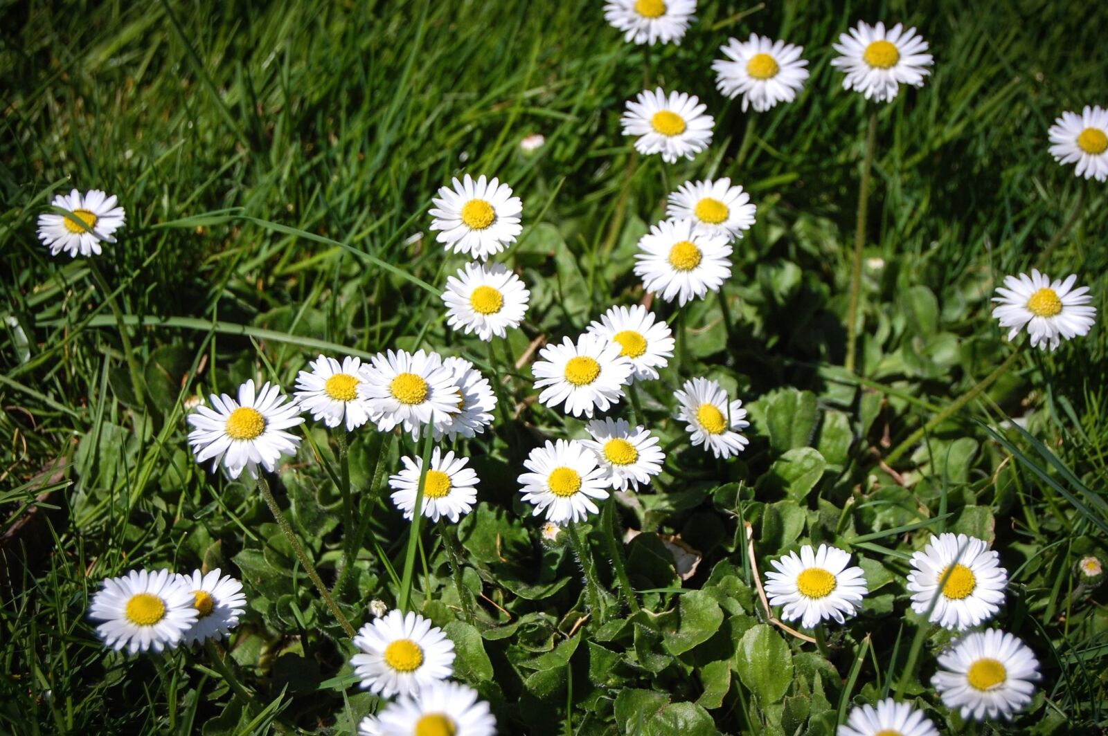 Nikon D40 sample photo. Daisy, flower, blossom, garden photography