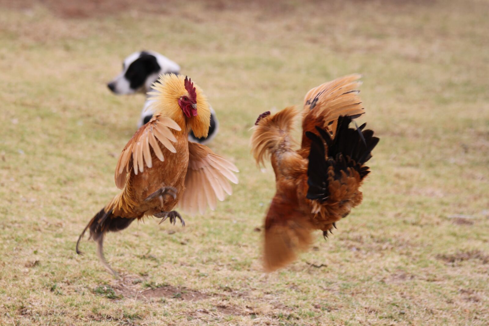 Canon EOS 7D sample photo. Chickens, chicken fight, animals photography