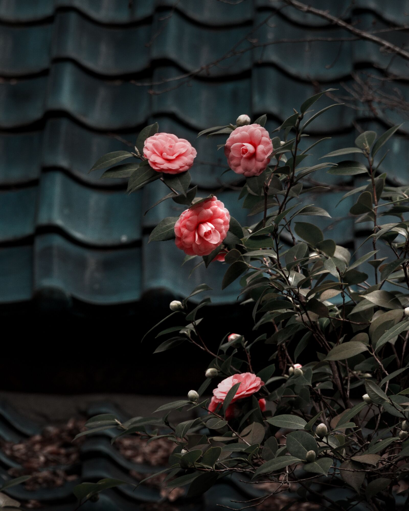 Canon EOS 7D sample photo. Camilla, flower, plant photography