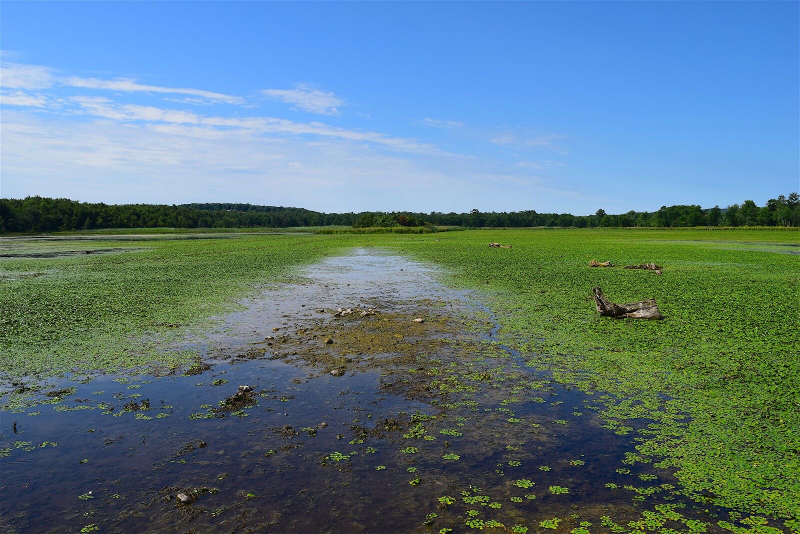 Nikon D3300 sample photo. Pond, marsh, green photography