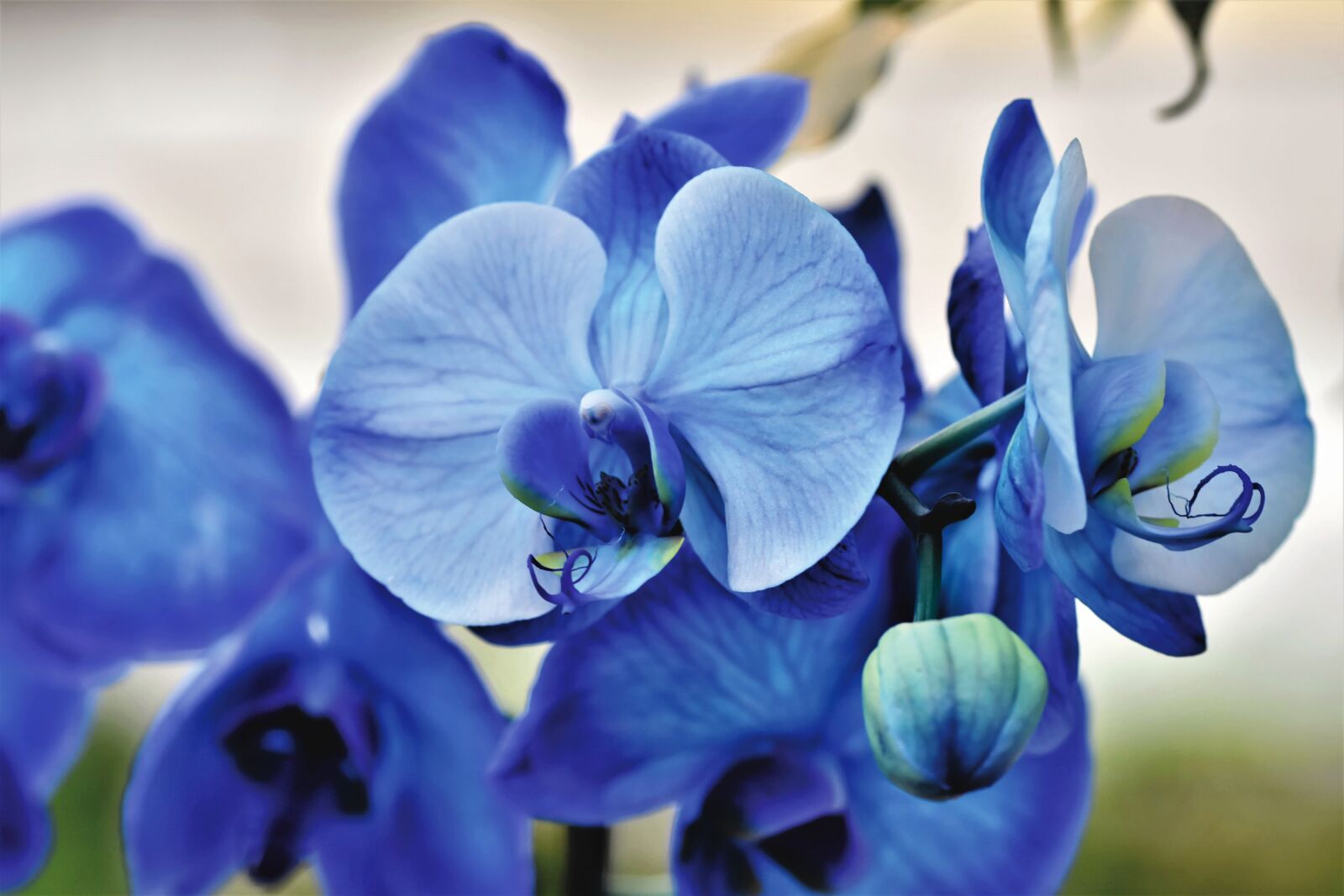 Nikon D7200 sample photo. Orchids, orchid flower, blossom photography
