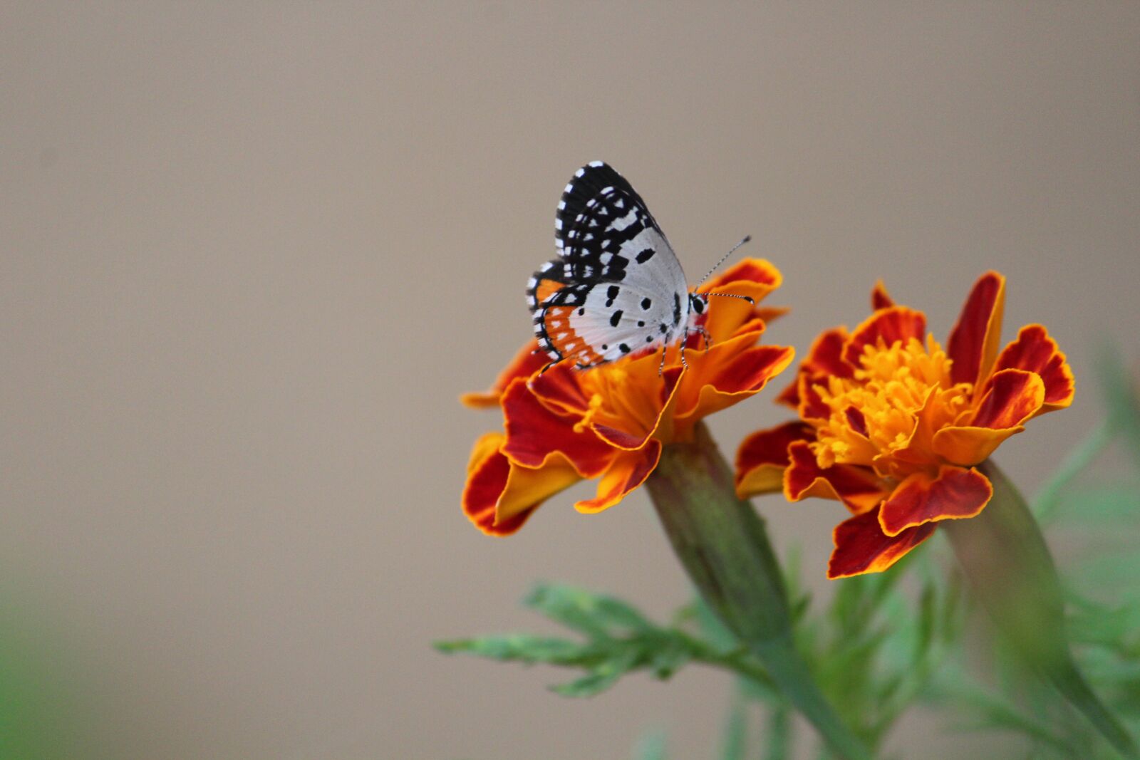 Canon EOS 1200D (EOS Rebel T5 / EOS Kiss X70 / EOS Hi) sample photo. Butterfly, nectar, flower photography