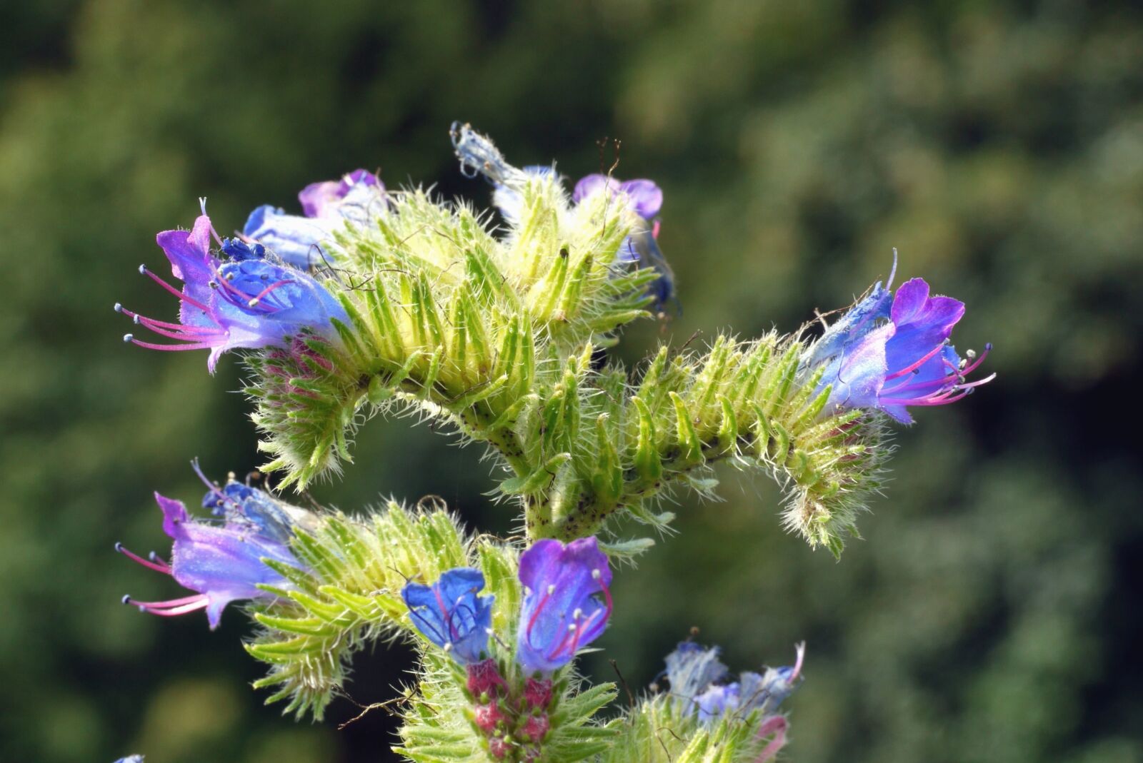 Panasonic Lumix DMC-G1 sample photo. Thistle, flower, herb, plant photography