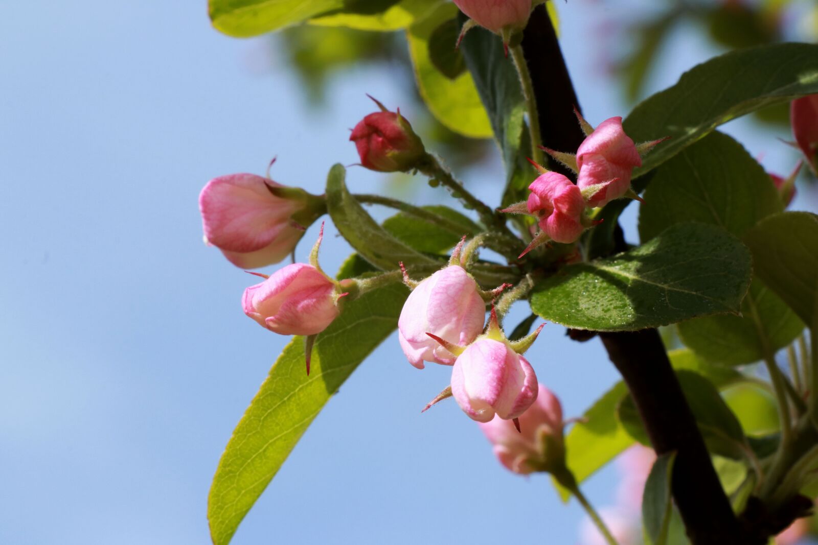 Canon EOS 750D (EOS Rebel T6i / EOS Kiss X8i) sample photo. Pink, spring, flowers photography