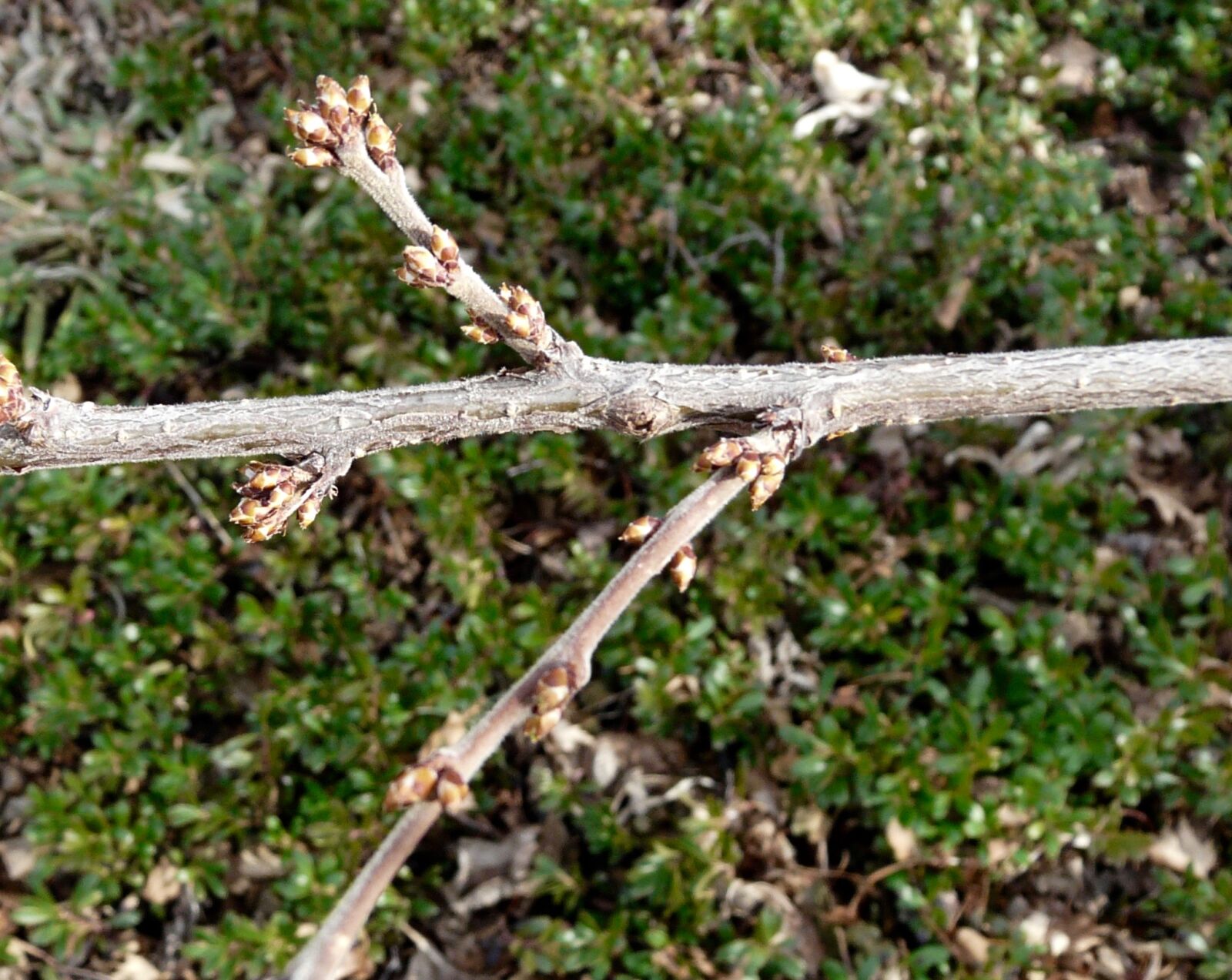 Panasonic DMC-FZ18 sample photo. Buds, nanking, cherryt, prunus photography